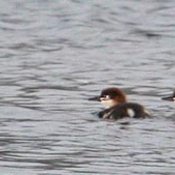 Common Merganser